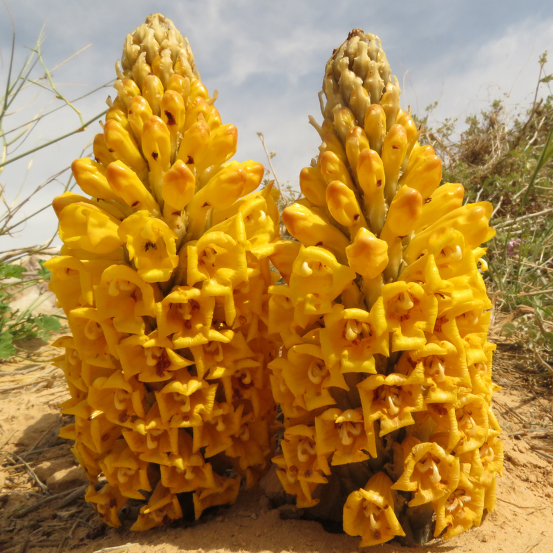 Cistanche Benefits for Men: The Ancient Longevity Herb for Testosterone, Energy and Vitality