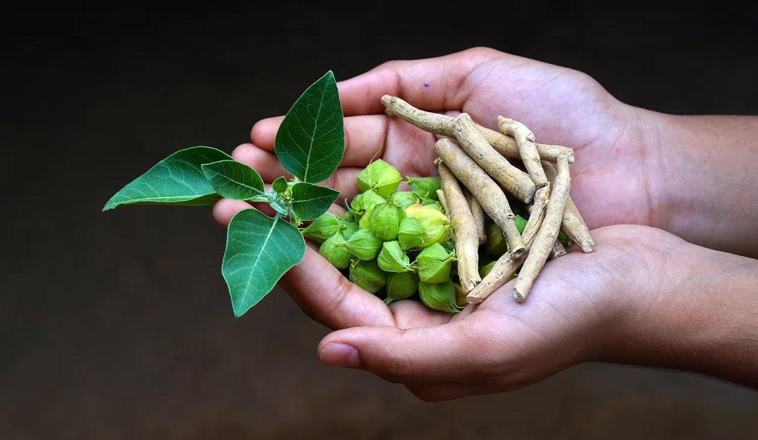 Ashwagandha for Women Explained: Cortisol, Hormones, Sleep and Stress Resistance After 30