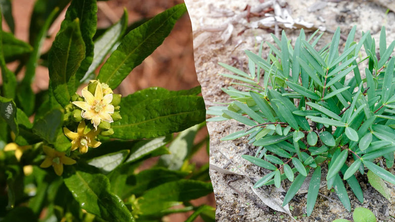 Black Ginger vs Fadogia vs Tongkat Ali: Which Natural Performance Herb Is Right for You?