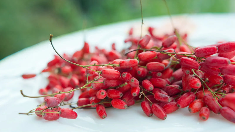 Berberine Benefits Explained: The Natural AMPK Activator Supporting Metabolism and Blood Sugar