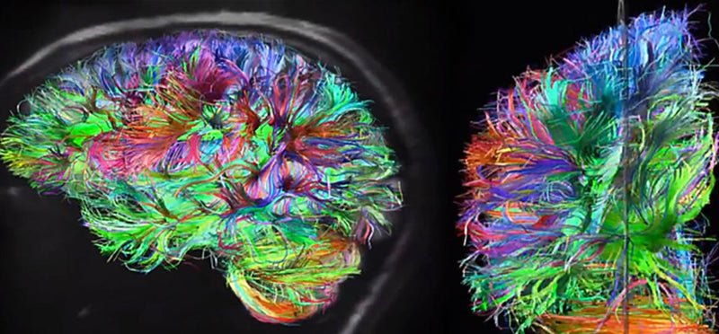 The Cognitive Stack: Lion's Mane, L-Theanine and NMN — and Why Each Targets a Different Layer of Brain Performance