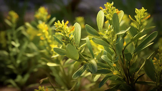 Fadogia Agrestis: LH Pathway, Testosterone & Safe Dosing Explained | Alchemy Fit