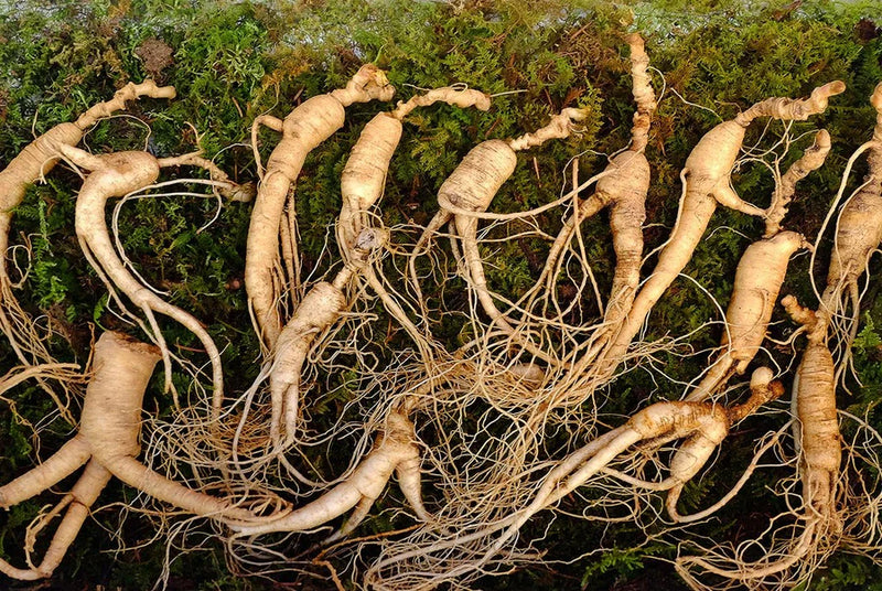 Panax Ginseng: What 2,000 Years of Use and 5,000 Studies Actually Tell Us