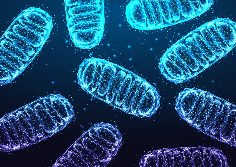 Alpha Lipoic Acid + NAD+: The Longevity Stack That Protects Your Mitochondria From Ageing