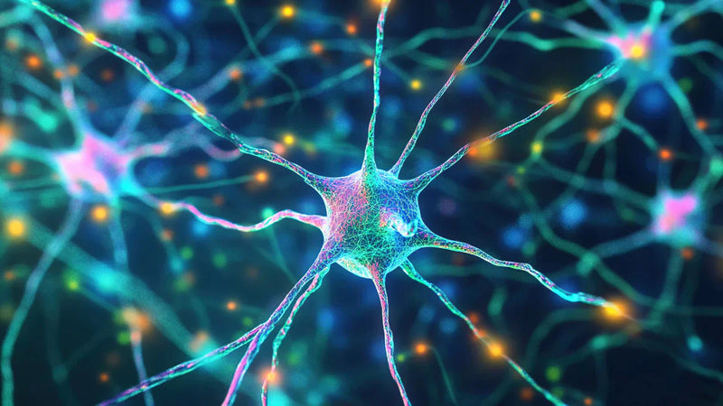 Lion’s Mane Mushroom Benefits After 35: NGF, Memory, Neuroplasticity and Brain Ageing Explained
