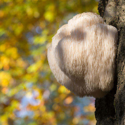 Lion's Mane Mushroom 500mg | 20:1 Extract | NGF & Nerve Growth | Cognitive Health